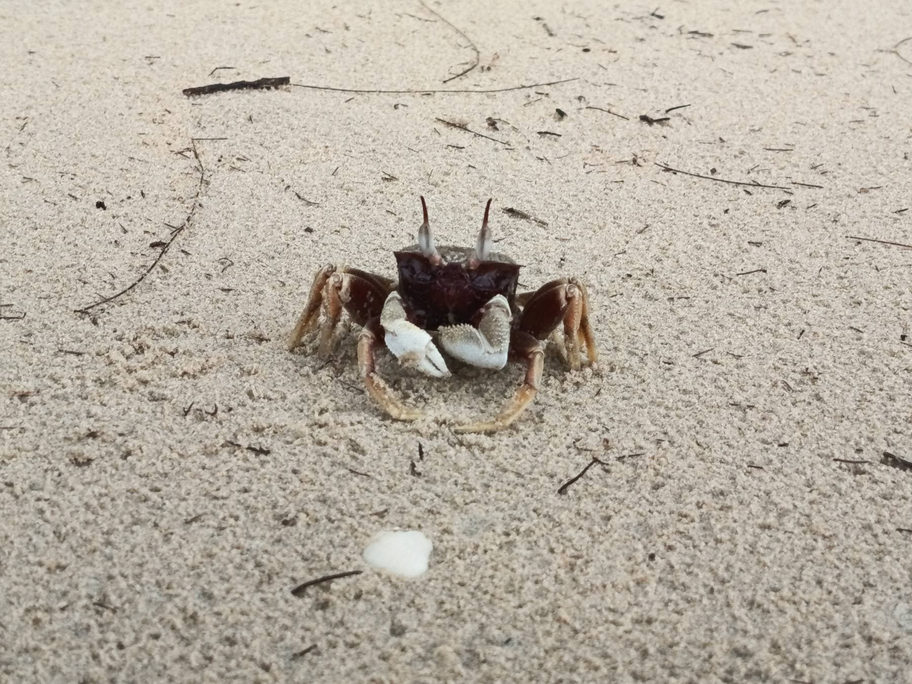 A small crab on the sand at Cherating Beach